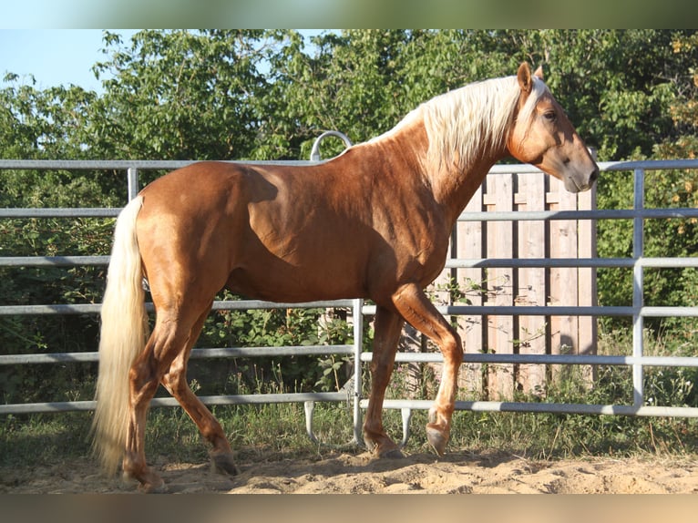 PRE Mix Hengst 4 Jahre 164 cm Palomino in Kirn