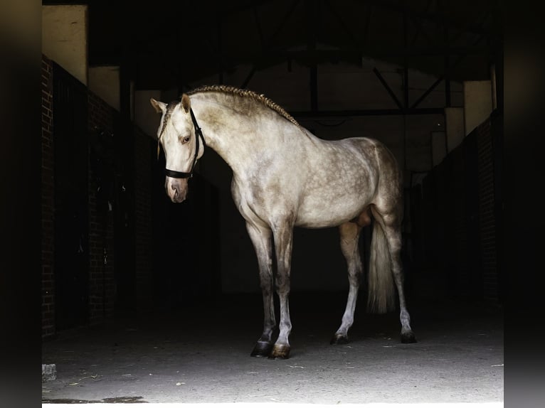 PRE Mix Hengst 4 Jahre 164 cm Pearl in La Cabrera