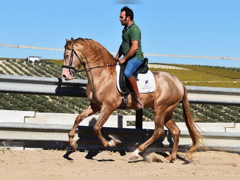 PRE Mix Hengst 4 Jahre 164 cm Pearl in Provinz Cordoba