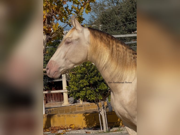 PRE Mix Hengst 4 Jahre 164 cm Perlino in Sevilla