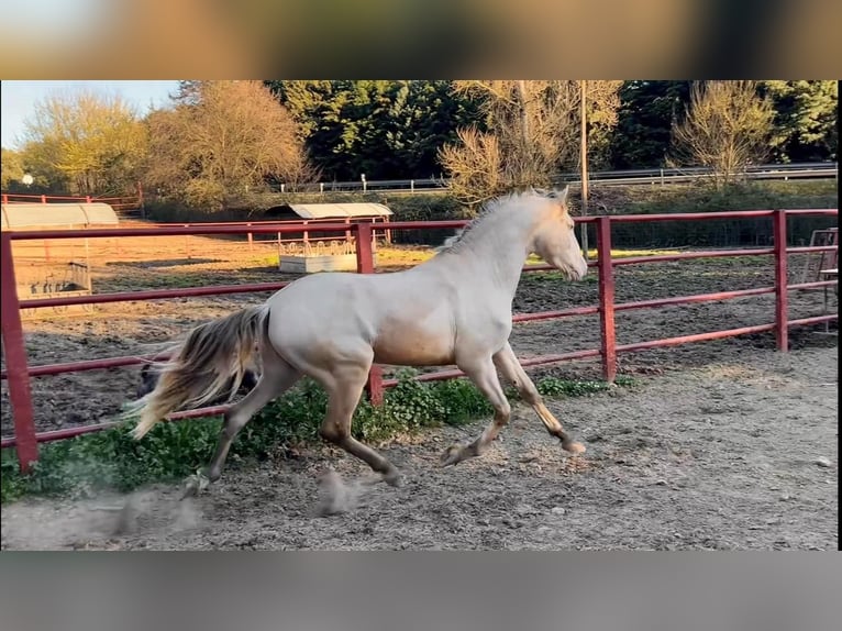 PRE Hengst 4 Jahre 164 cm Perlino in Galaroza (HUELVA)