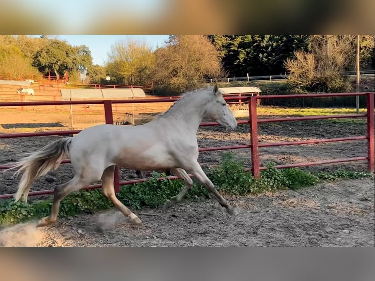 PRE Hengst 4 Jahre 164 cm Perlino in Galaroza (HUELVA)