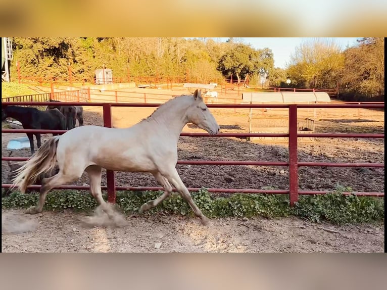 PRE Hengst 4 Jahre 164 cm Perlino in Galaroza (HUELVA)