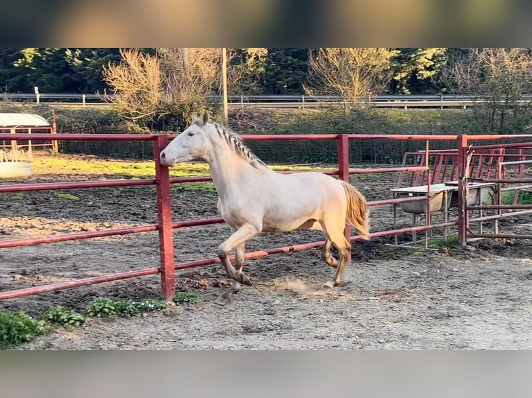 PRE Hengst 4 Jahre 164 cm Perlino in Galaroza (HUELVA)