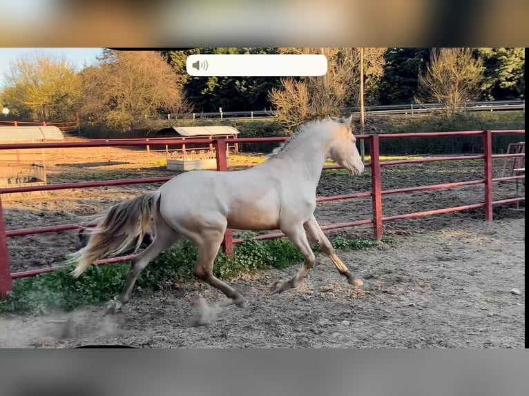 PRE Hengst 4 Jahre 164 cm Perlino in Galaroza (HUELVA)