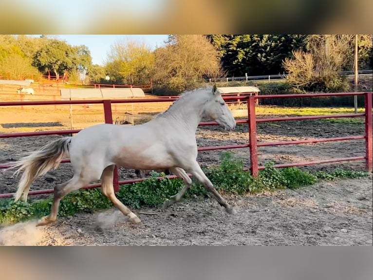 PRE Hengst 4 Jahre 164 cm Perlino in Galaroza (HUELVA)