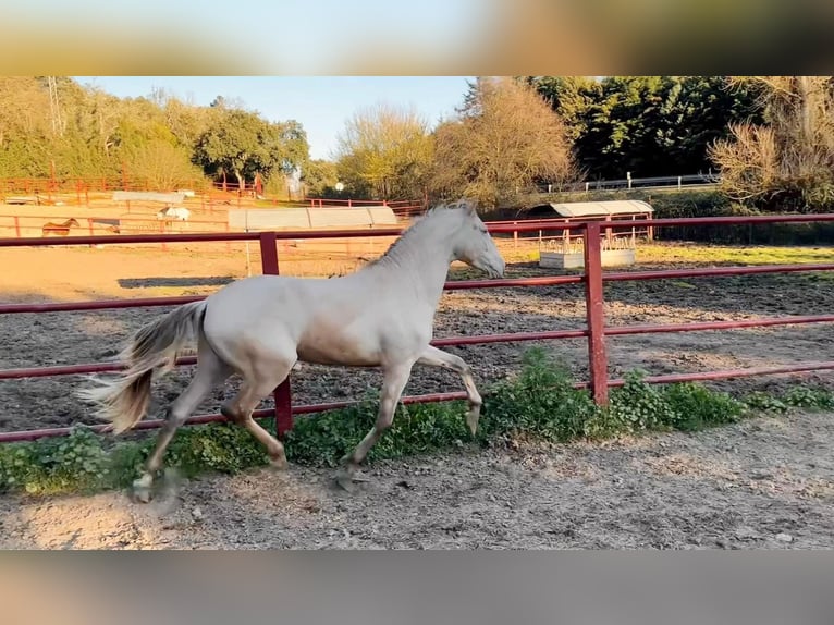 PRE Hengst 4 Jahre 164 cm Perlino in Galaroza (HUELVA)