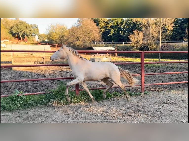 PRE Hengst 4 Jahre 164 cm Perlino in Galaroza (HUELVA)
