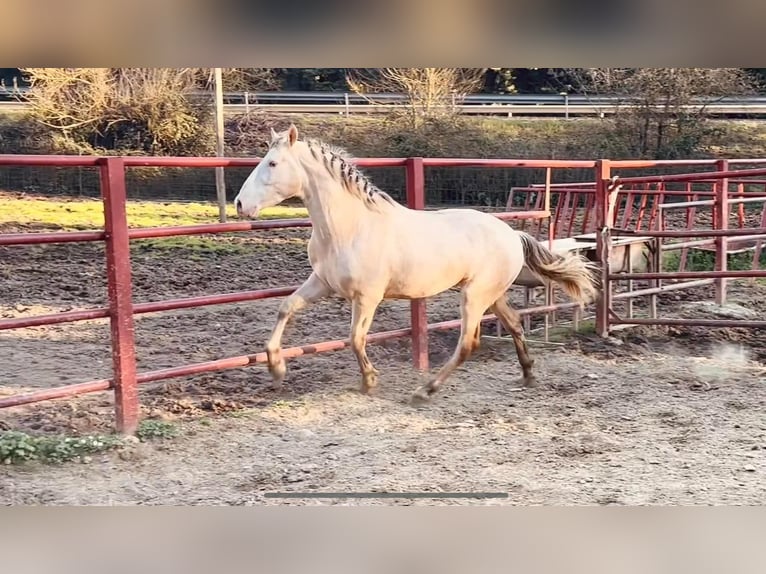 PRE Hengst 4 Jahre 164 cm Perlino in Galaroza (HUELVA)