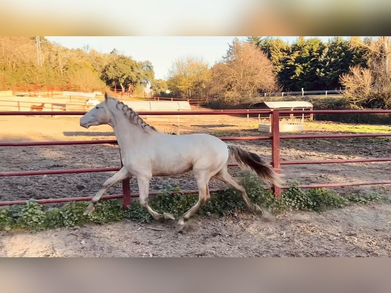 PRE Hengst 4 Jahre 164 cm Perlino in Galaroza (HUELVA)