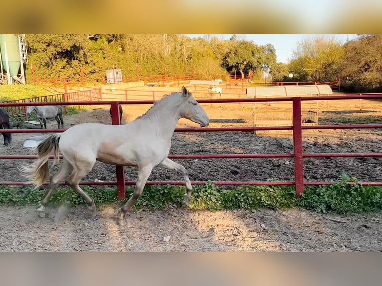 PRE Hengst 4 Jahre 164 cm Perlino in Galaroza (HUELVA)