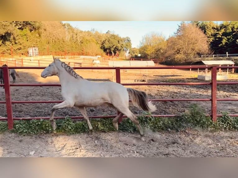 PRE Hengst 4 Jahre 164 cm Perlino in Galaroza (HUELVA)