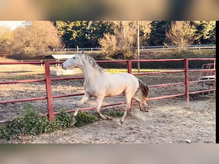 PRE Hengst 4 Jahre 164 cm Perlino in Galaroza (HUELVA)