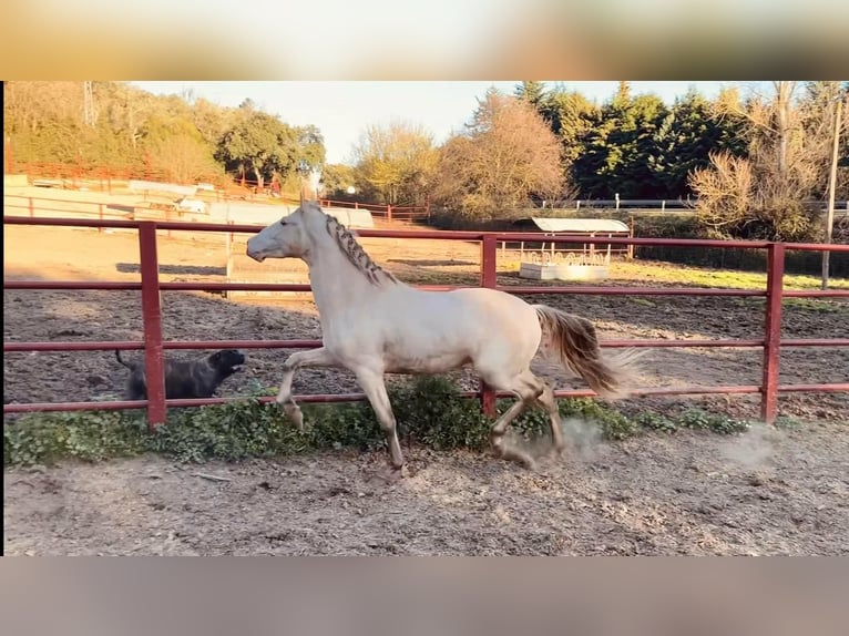 PRE Hengst 4 Jahre 164 cm Perlino in Galaroza (HUELVA)