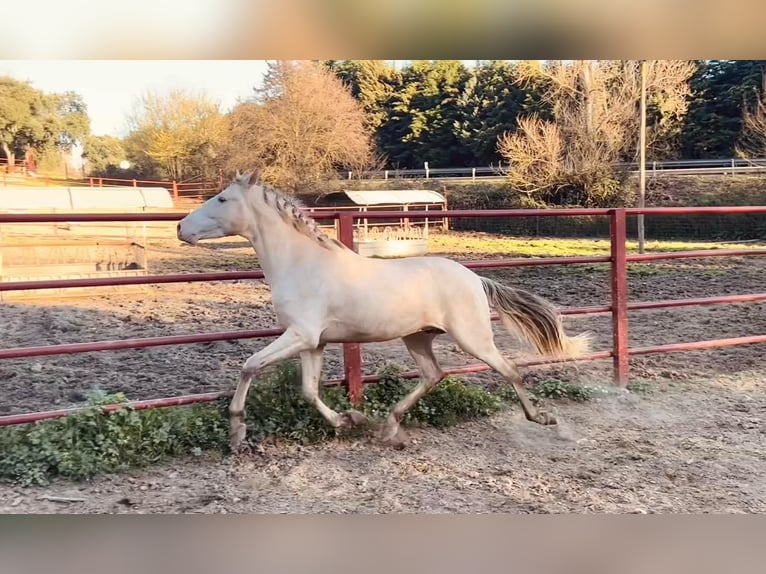 PRE Hengst 4 Jahre 164 cm Perlino in Galaroza (HUELVA)