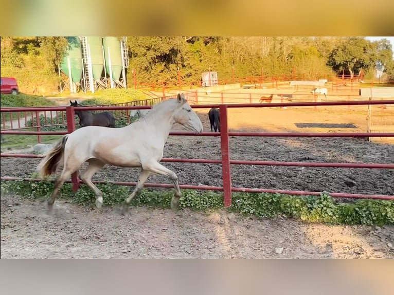 PRE Hengst 4 Jahre 164 cm Perlino in Galaroza (HUELVA)