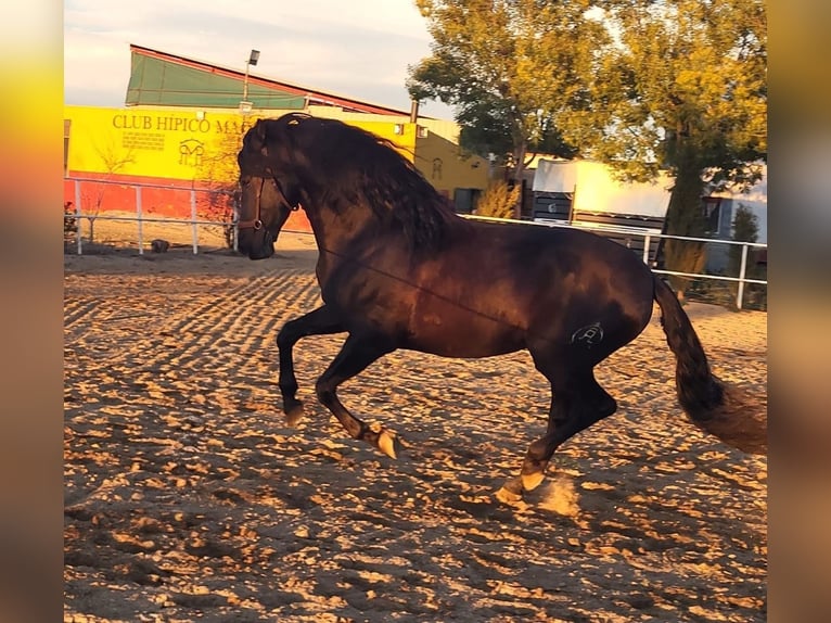 PRE Hengst 4 Jahre 164 cm Rappe in Sevilla