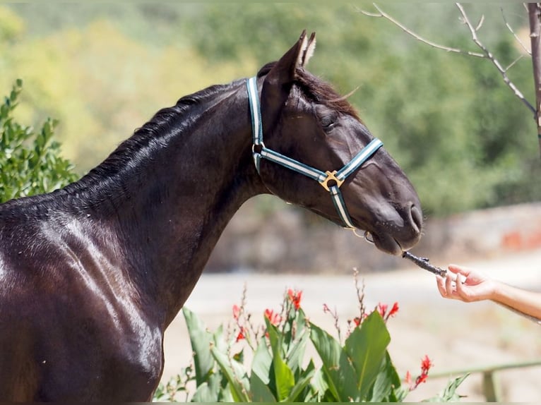 PRE Mix Hengst 4 Jahre 164 cm Rappe in NAVAS DEL MADRONO