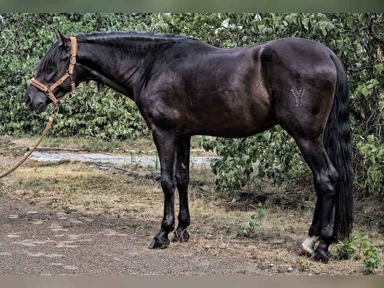 PRE Mix Hengst 4 Jahre 164 cm Rappe in Bötersen