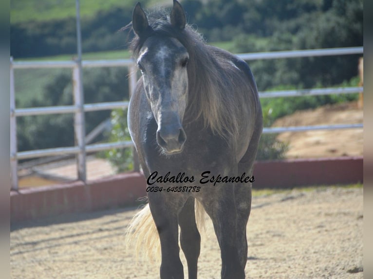 PRE Mix Hengst 4 Jahre 164 cm Rappschimmel in Vejer de la Frontera