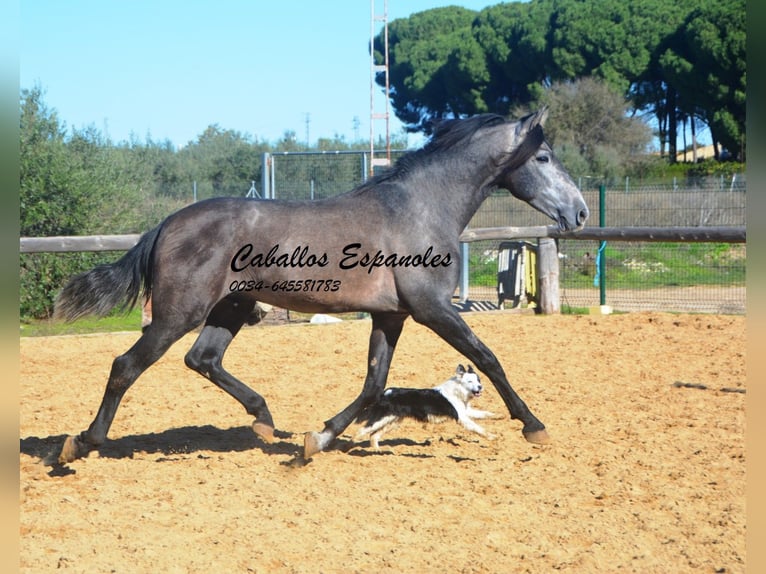 PRE Mix Hengst 4 Jahre 164 cm Rappschimmel in Vejer de la Frontera