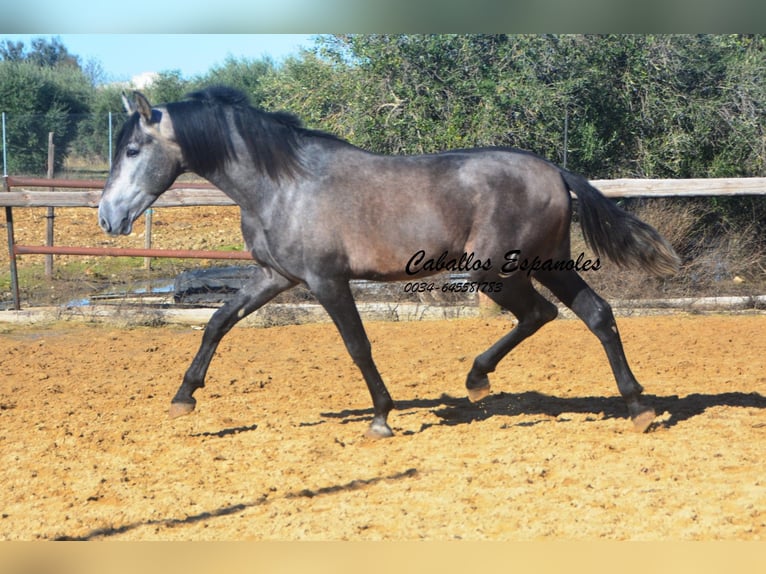 PRE Mix Hengst 4 Jahre 164 cm Rappschimmel in Vejer de la Frontera