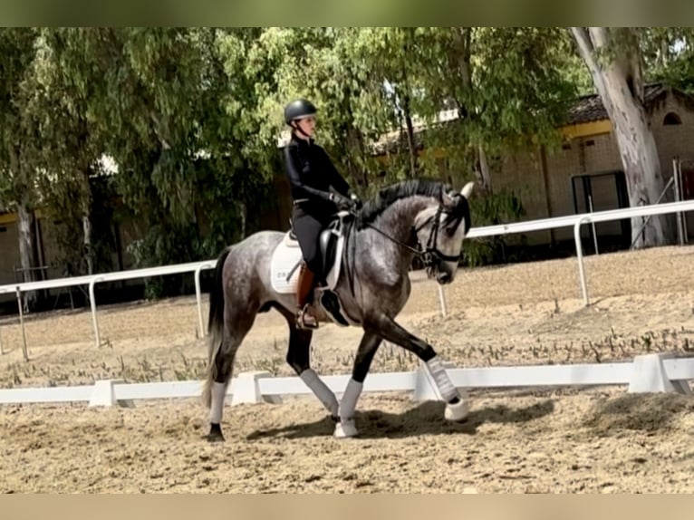 PRE Mix Hengst 4 Jahre 164 cm Schimmel in Sevilla