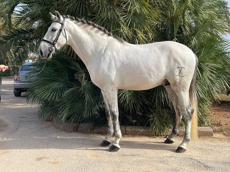 PRE Hengst 4 Jahre 164 cm White in San Pedro del Pinatar