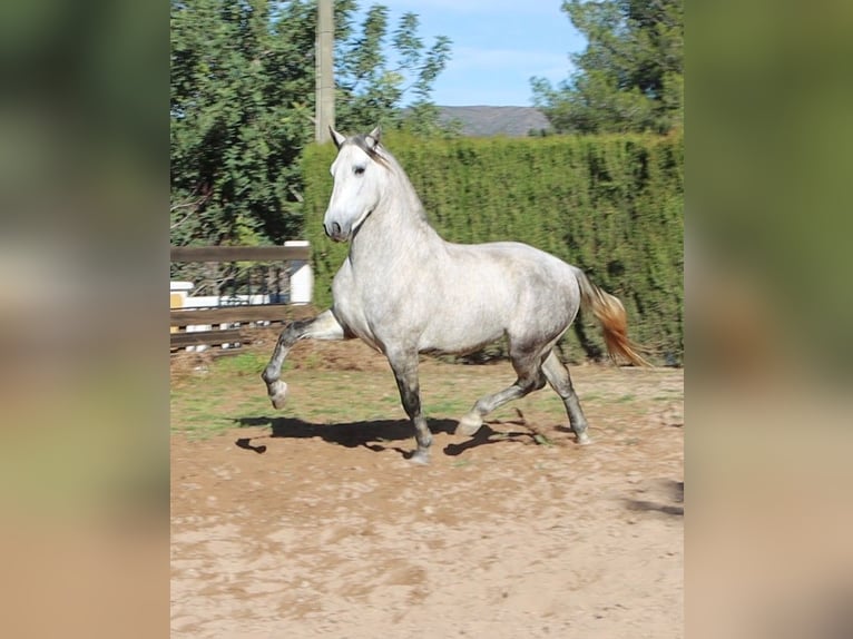 PRE Mix Hengst 4 Jahre 165 cm Apfelschimmel in Sagunt/Sagunto