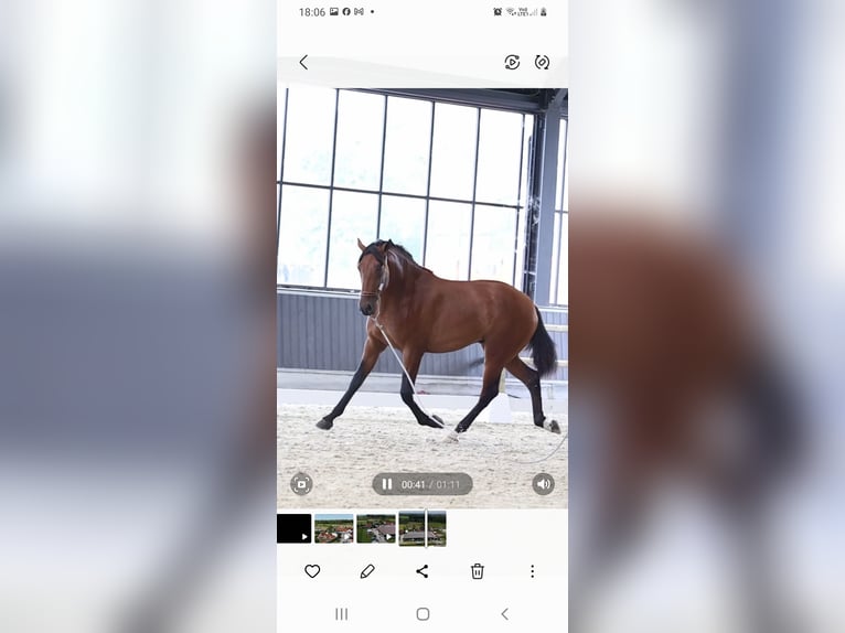 PRE Hengst 4 Jahre 165 cm Brauner in RANST