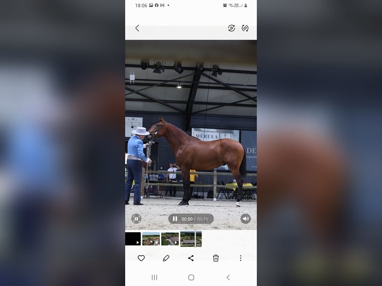 PRE Hengst 4 Jahre 165 cm Brauner in RANST