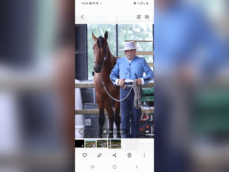 PRE Hengst 4 Jahre 165 cm Brauner in RANST