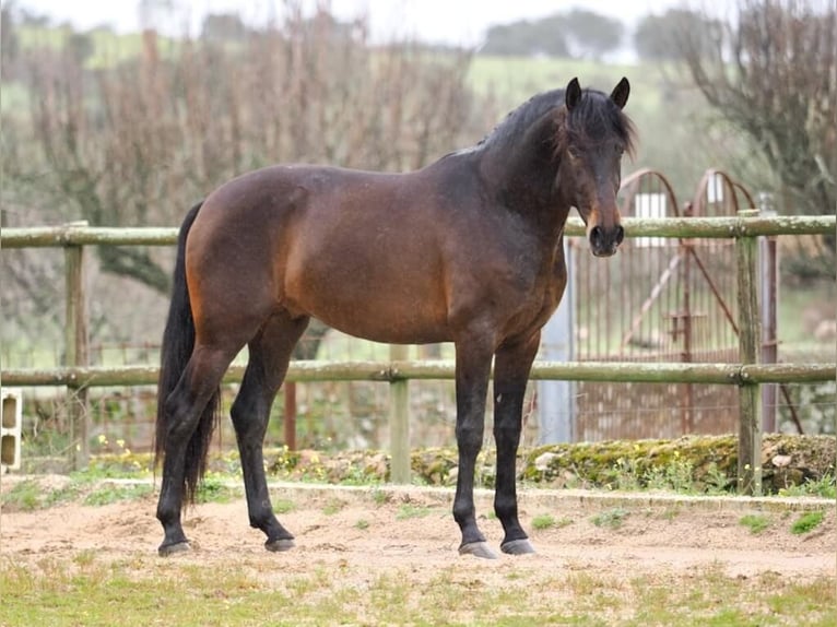 PRE Mix Hengst 4 Jahre 165 cm Brauner in Navas Del Madroño