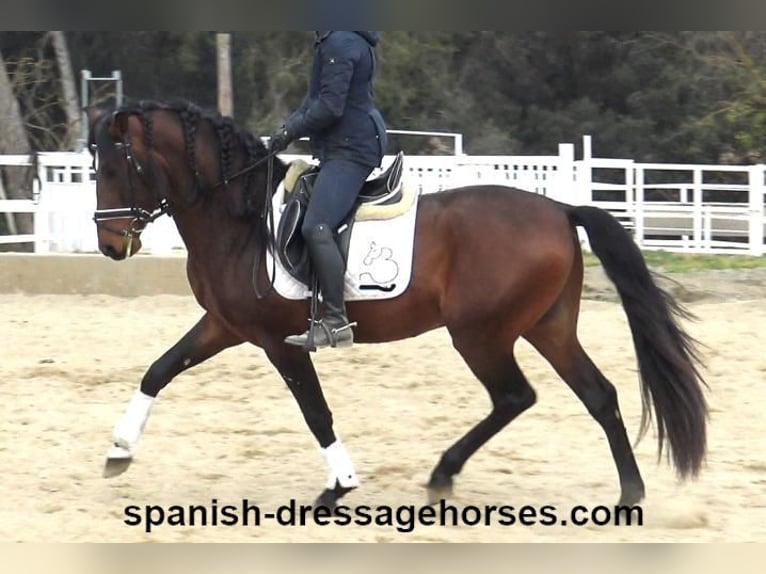 PRE Mix Hengst 4 Jahre 165 cm Brauner in Barcelona