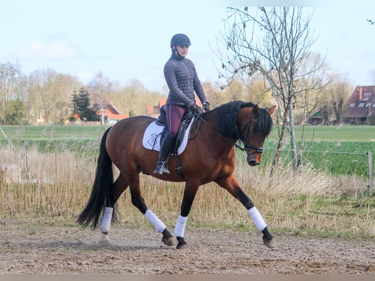PRE Mix Hengst 4 Jahre 165 cm Brauner in Wremen