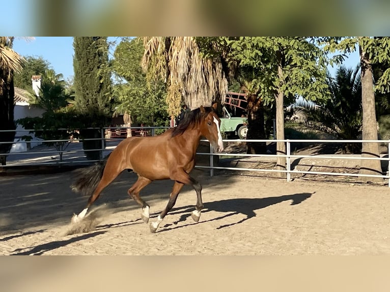 PRE Hengst 4 Jahre 165 cm Brauner in MORON DE LA FRONTERA