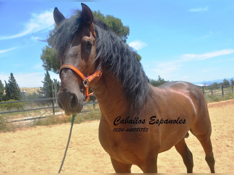 PRE Mix Hengst 4 Jahre 165 cm Brauner in Vejer de la Frontera