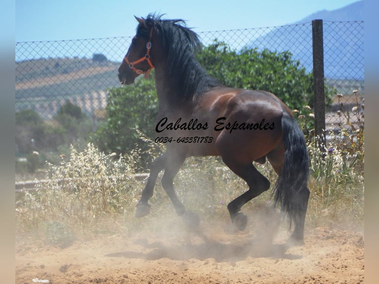 PRE Mix Hengst 4 Jahre 165 cm Brauner in Vejer de la Frontera