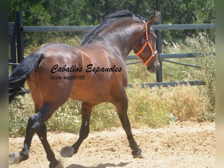 PRE Mix Hengst 4 Jahre 165 cm Brauner in Vejer de la Frontera