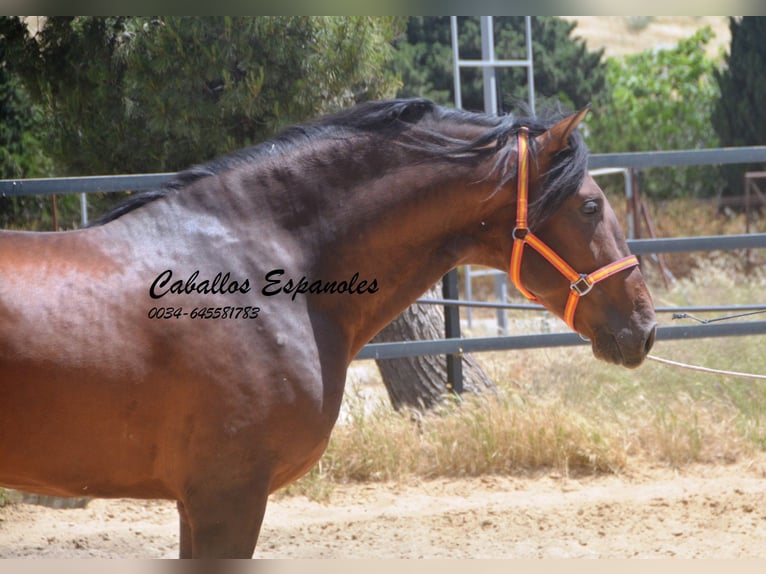 PRE Mix Hengst 4 Jahre 165 cm Brauner in Vejer de la Frontera