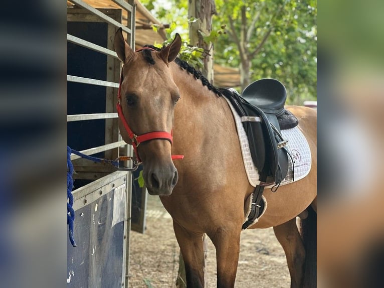 PRE Hengst 4 Jahre 165 cm Buckskin in Almeria