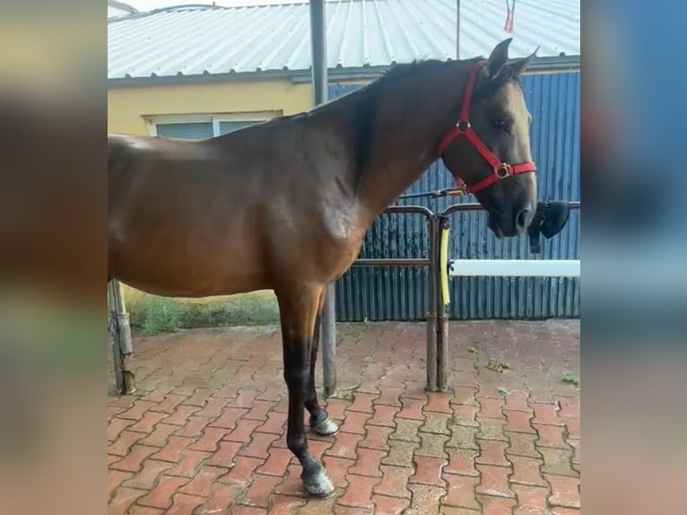 PRE Hengst 4 Jahre 165 cm Buckskin in Almeria