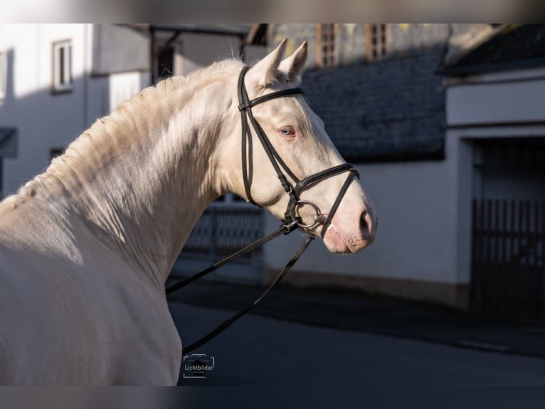 PRE Hengst 4 Jahre 165 cm Cremello in Büttelborn