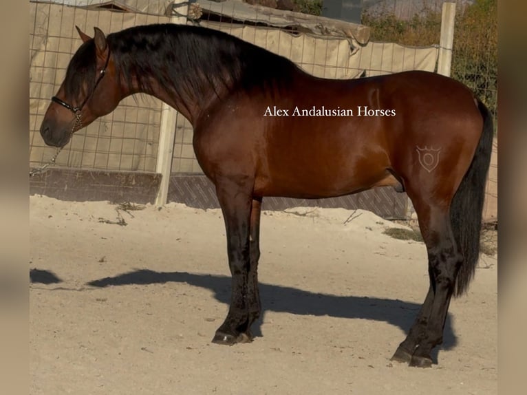 PRE Mix Hengst 4 Jahre 165 cm Dunkelbrauner in Sevilla