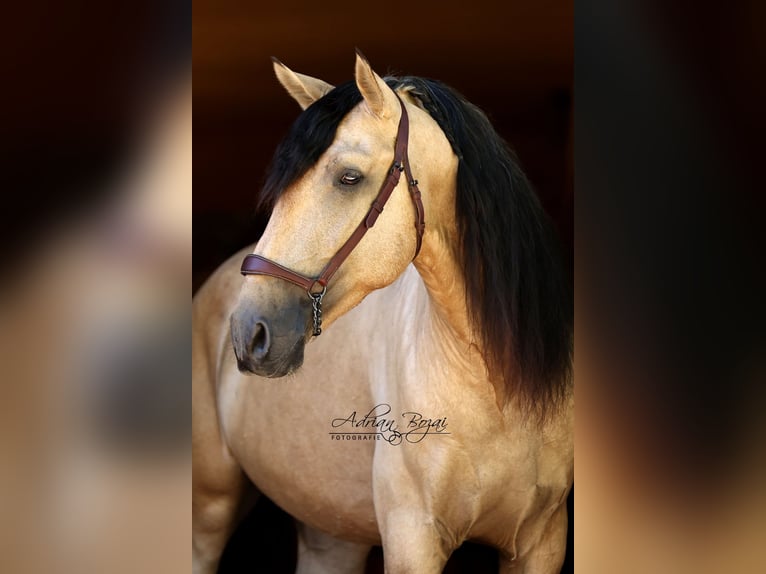 PRE Hengst 4 Jahre 165 cm Falbe in Niederstaufen