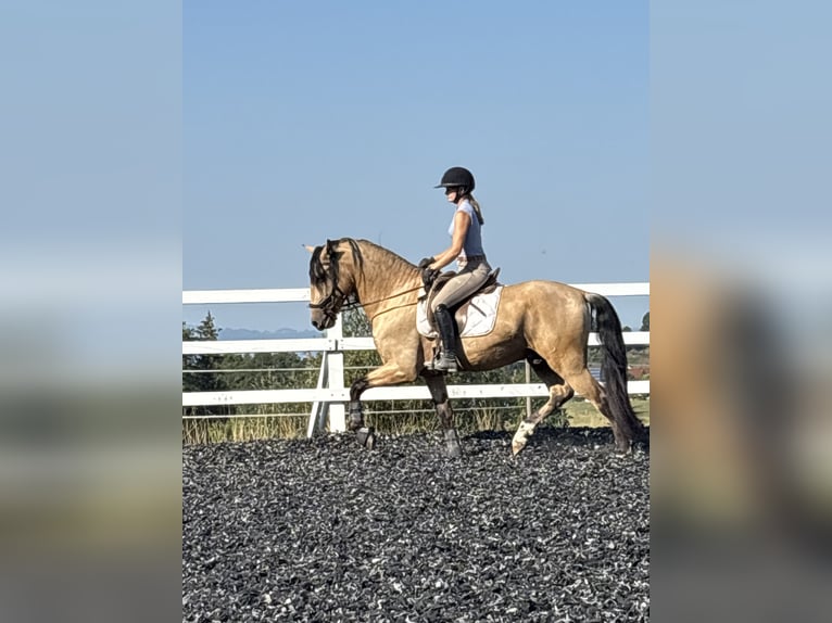 PRE Mix Hengst 4 Jahre 165 cm Falbe in Niederstaufen