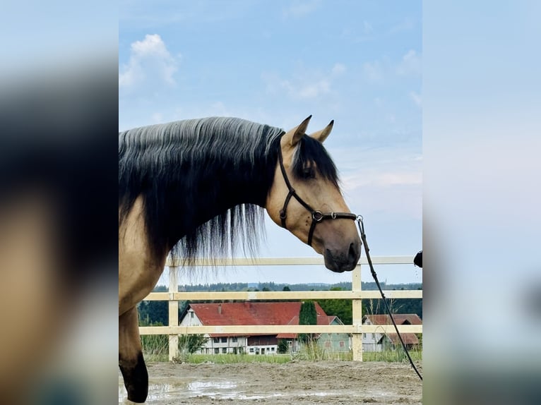PRE Mix Hengst 4 Jahre 165 cm Falbe in Niederstaufen