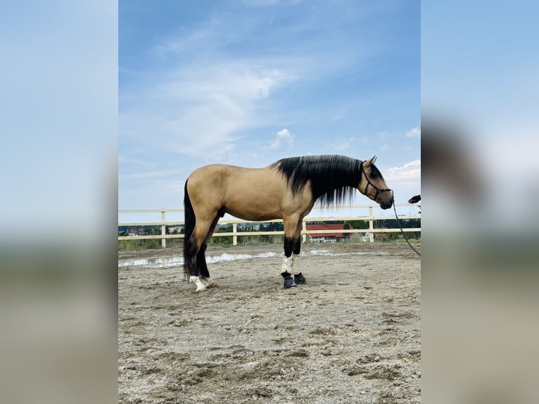 PRE Mix Hengst 4 Jahre 165 cm Falbe in Niederstaufen