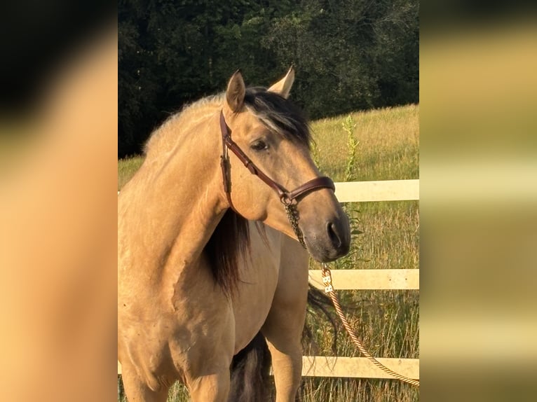 PRE Mix Hengst 4 Jahre 165 cm Falbe in Niederstaufen