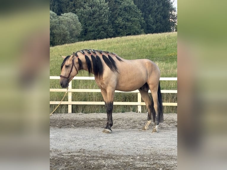 PRE Mix Hengst 4 Jahre 165 cm Falbe in Niederstaufen